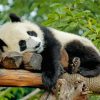 Aesthetic Sleeping Panda Paint By Numbers