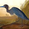 Audubon Bird Paint By Numbers