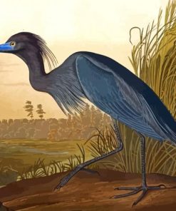 Audubon Bird Paint By Numbers