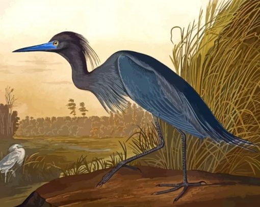 Audubon Bird Paint By Numbers