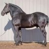 Black Percheron Horse Animal Paint By Numbers