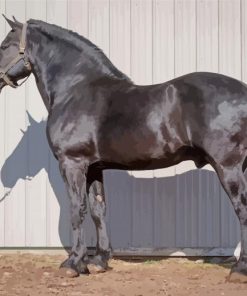 Black Percheron Horse Animal Paint By Numbers