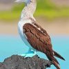 Blue Footed Boobie Paint By Numbers