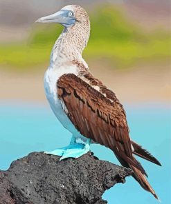 Blue Footed Boobie Paint By Numbers