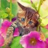 Cat With Flowers Paint By Numbers