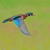 Colorful Mallard Duck Flying Paint By Numbers