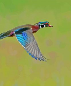 Colorful Mallard Duck Flying Paint By Numbers