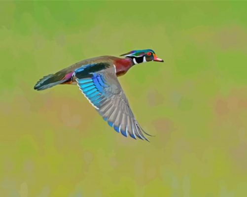 Colorful Mallard Duck Flying Paint By Numbers