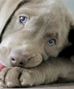 Cute Silver Labrador Retriever Paint By Numbers