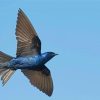 Flying Purple Martin Paint By Numbers