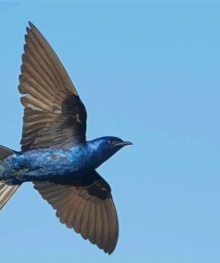 Flying Purple Martin Paint By Numbers