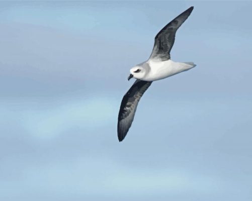 Flying Grey And White Bird Paint By Numbers