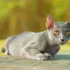 Korat Cat Paint By Numbers