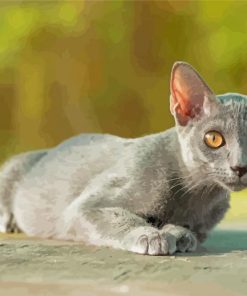 Korat Cat Paint By Numbers