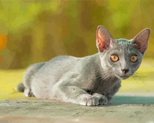 Korat Cat Paint By Numbers