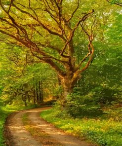 Path In Old Woods Paint By Numbers