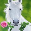 White Horse With Rose Paint By Numbers