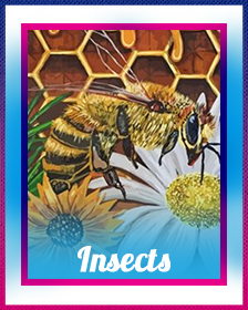 Insects