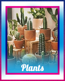 Plants