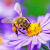 Bee On Flower Paint By Numbers