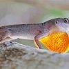 Anole Lizard Paint By Numbers