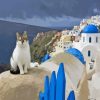 Cat In Santorini Island Paint By Numbers