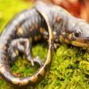 Close Up Salamander Paint By Numbers