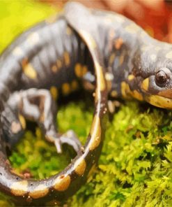 Close Up Salamander Paint By Numbers