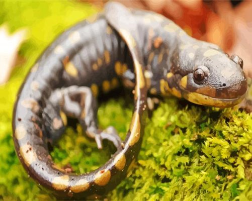 Close Up Salamander Paint By Numbers