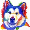 Alaskan Malamute Paint By Numbers