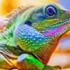 Iguana Saurian Paint By Numbers