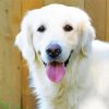 Cream Retriever Paint By Numbers