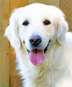 Cream Retriever Paint By Numbers