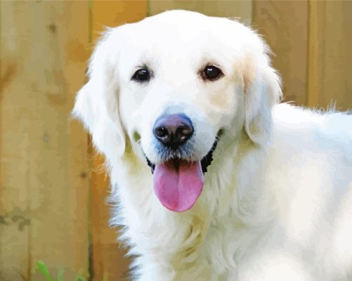 Cream Retriever Paint By Numbers