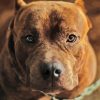 American Bully Paint By Numbers