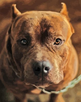 American Bully Paint By Numbers