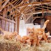 Kittens In A Barn Paint By Numbers