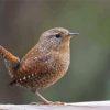 English Wren Paint By Numbers