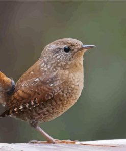 English Wren Paint By Numbers