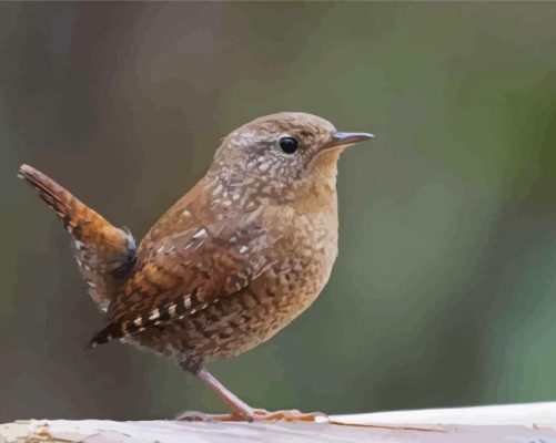 English Wren Paint By Numbers