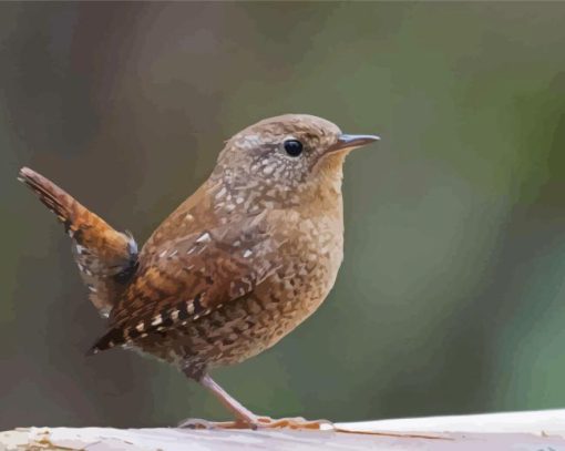 English Wren Paint By Numbers