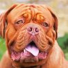 French Mastiff Paint By Numbers