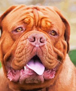 French Mastiff Paint By Numbers