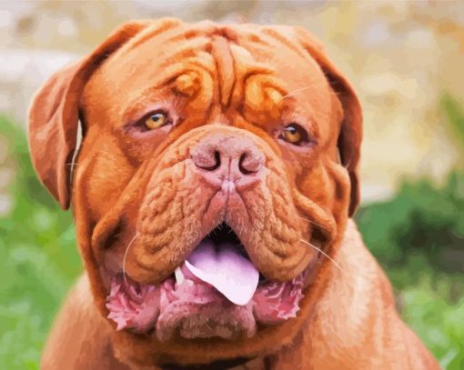 French Mastiff Paint By Numbers