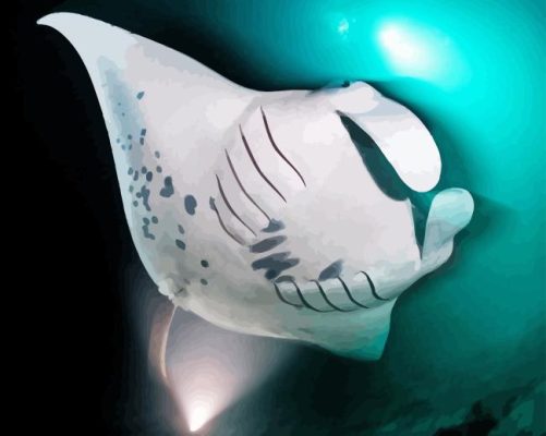 Giant Manta Ray Paint By Numbers