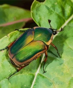 Green Scarab Paint By Numbers