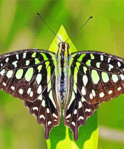 Black Butterfly Paint By Numbers