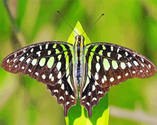 Black Butterfly Paint By Numbers