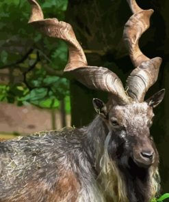 Markhor Goat Paint By Numbers