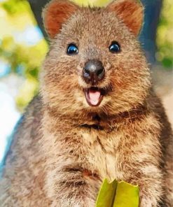 Quokka Paint By Numbers